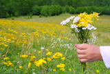 Children+hand+hold+flowers+in+meadow+spring+landscape+in+Pyrenees+mountains