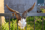 Goat+horn+fertility+symbol+metaphor+tied+on+entrance+fence+door
