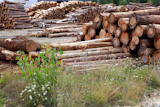 Logs+timber+industry+trunks+stacked+outdoor+stock