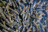 fish+crowded+school+Iberian+Barbel+Barbus+bocagei+pattern