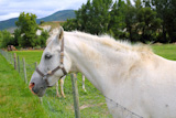 white+horse+portrait+outdoor+meadow+grassland+in+Pyrenees+Spain