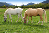 white+horses+meadow+prairie+grassland+in+Pyrenees+Spain