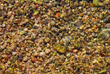 colorful+rolling+stones+sea+bottom+pattern+musk+seaweed