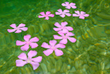 Oleander+pink+flowers+floating+in+natural+rolling+stone+lake+river