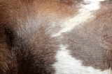 horse+hair+skin+texture+brown+and+white+background