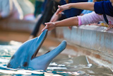 Children+reaching+out+to+touch+a+bottlenose+dolphin%27s+nose