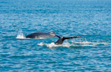 Two+humpback+whales%2C+Megaptera+novaeangliae%2C+diving+for+food+one+showing+its+tail+or+fluke+as+it+goes+down.+Shot+on+location+near+Husavik+off+the+north+coast+of+Iceland.