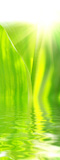 macro+of+the+beautyful+green+leaves+and+reflection+in+water