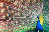 Blue+peacock+with+colorful+opened+feathers.