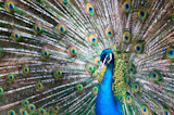 Blue+peacock+with+colorful+opened+feathers.