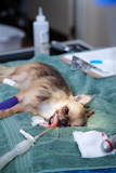 Dog+under+anesthesia