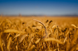 Wheat+field