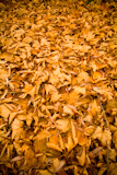 Autumn+%2F+Fall+Leaves