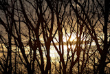 Dark+silhouette+of+tree+branches+against+sunset+sky