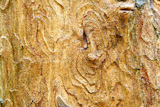 Bark+texture+useful+as+background