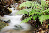 Fern+plants+and+small+waterfall+on+a+creek+in+the+woods%3B+italian+alps%2C+europe.