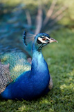 Male+of+Indian+Peafowl%2C+Pavo+cristatus%2C+also+known+as+the+Common+Peafowl+or+the+Blue+Peafowl