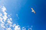 Seagull+in+flight+over+a+deep+blue+sky+and+white+clouds.+Freedom+concept