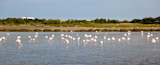 Greater+Flamingos+in+Camargue+park%2C+south+France%2C+Europe.