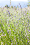 Close+up+view+of+Lavenders+flowers%3B+vertical+orientation