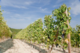 Vineyards+in+summer+season%2C+Langhe+hills%2C+Piedmont%2C+north+Italy%2C++Europe.