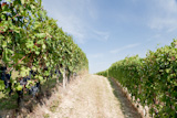 Vineyards+in+summer+season%2C+Langhe+hills%2C+Piedmont%2C+north+Italy%2C++Europe.