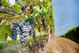 Red+grapes+in+a+vineyards%2C+summer+season.+Langhe+hills%2C+Piedmont%2C+north+Italy+Europe
