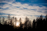 Conifer+trees+silhouettes+during+sunset%2C+winter+season%2C+horizontal+orientation+