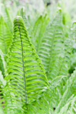 Fresh+new+fern+leaves+useful+as+nature+background%2C+vertical+frame