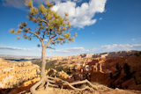 Pine+in+Bryce+canyon