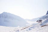 Reindeer+on+Winter+Landscape