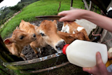 Feeding+hungry+calves+on+Costa+Rican+farm