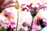 Flower+Background