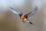 Bluebird+In+Flight