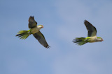 Pair+of+Parrots+In+Flight
