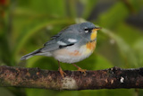 Northern+Parula+on+a+Branch