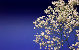 Beautiful+decorative+branch+with+white+flowers