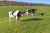 Cows+Grazing+In+A+Green+Grass+Field
