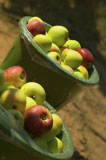 Buckets+Of+Freshly+Picked+Apples