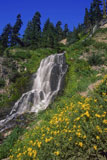 Mountain+Waterfall+With+Yellow+Flowers+And+Pine+Trees