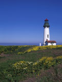 Coastal+Lighthouse+Surrounded+By+Yellow+Flowers