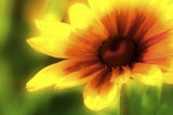 Bright+Sunflower
