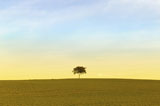 Solitary+Tree+In+A+Beautiful+Green+Field