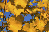 Bright+Yellow+Grape+Leaves+Against+Blue+Sky