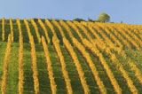 Rows+of+Yellow+Grape+Vines+Against+Blue+Sky