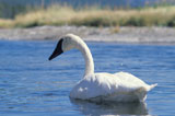 Swan+Swimming+On+A+Pond