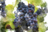 Painterly+Clusters+of+Grapes+With+Border+of+Leaves