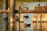 Ducks+Swimming+Around+Wooden+Fence