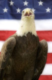Bald+Eagle+in+Front+of+US+Flag
