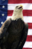 Bald+Eagle+in+Front+of+US+Flag